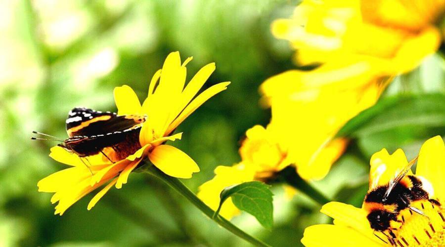 Petition: Bees, Butterflies, And Other Insects Are Dying