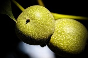 Growth Of Unharvested WalNUTS