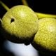 Growth Of Unharvested WalNUTS