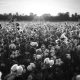 The Beautiful Cotton Plant Has An Ugly History