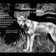 Genetically Engineered White Dire Wolves